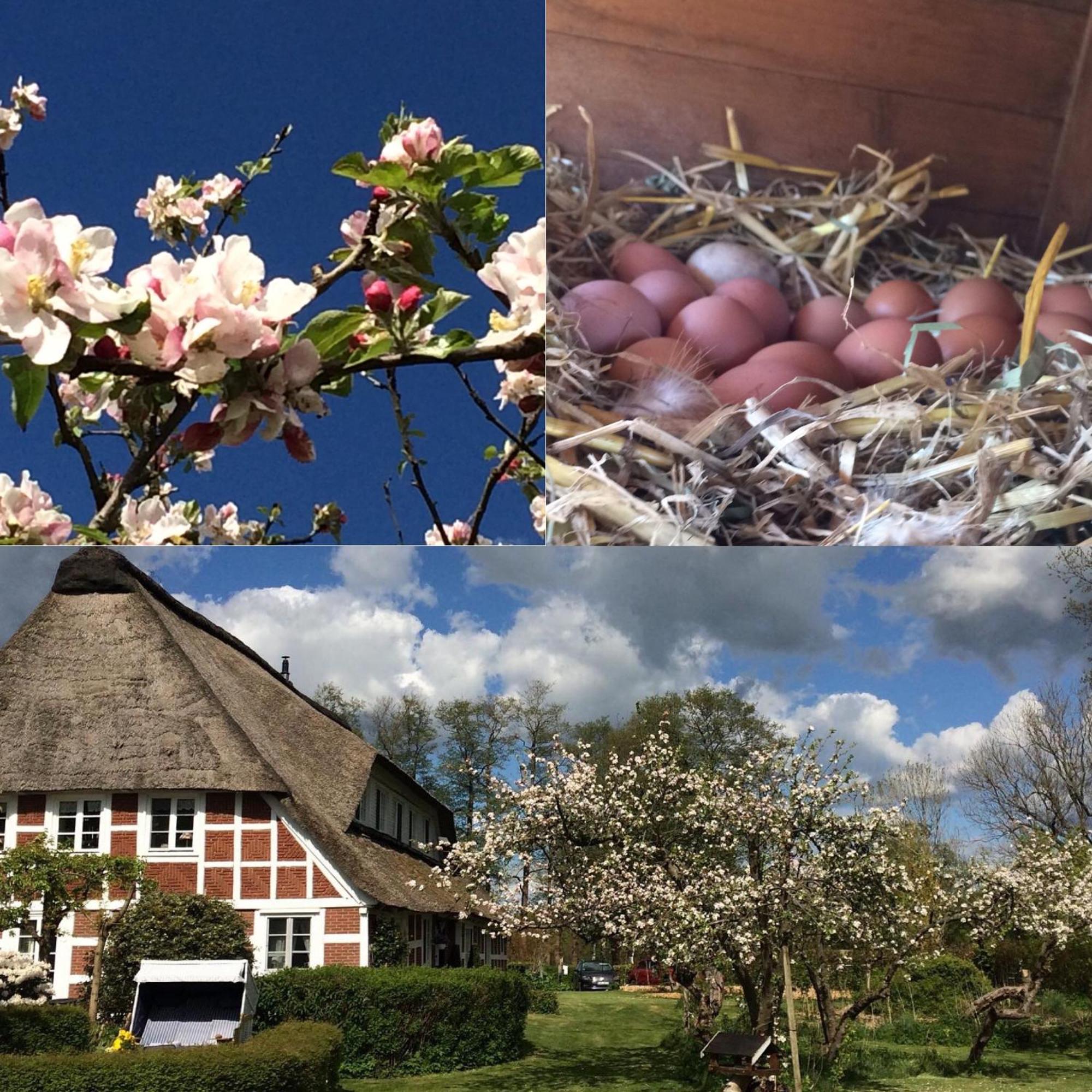 Altes Landhaus Oste, Klavier Appartement, 2 Zimmer Mit Kamin Hemmoor Esterno foto